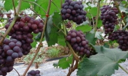 葡萄种植技术与管理视频教程,葡萄种植技术与管理视频教程精华概述