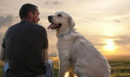 人与狗视频,温馨情感共鸣